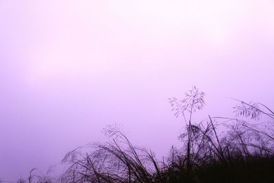 Plants against sky during winter