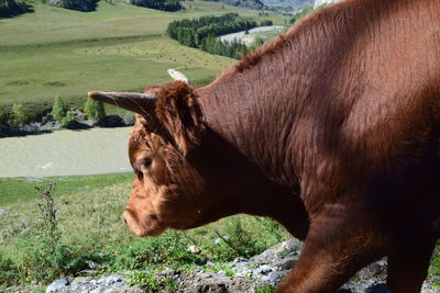 Horse in a field