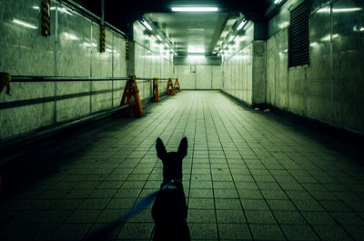 Rear view of dog in illuminated underground tunnel