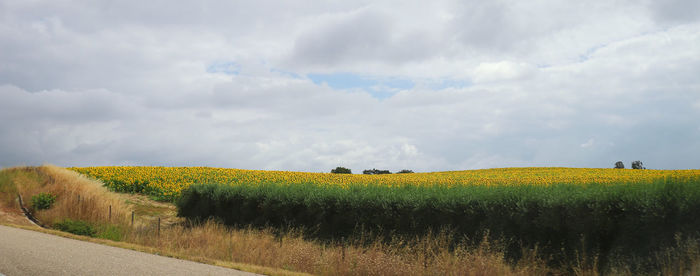 Scenic view of agricultural field against sky