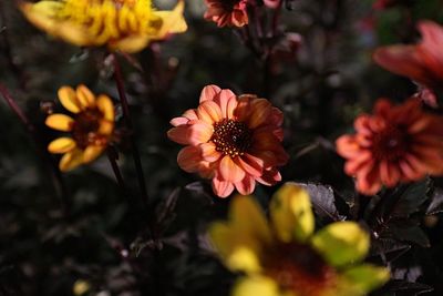 Close-up of yellow flowers blooming outdoors