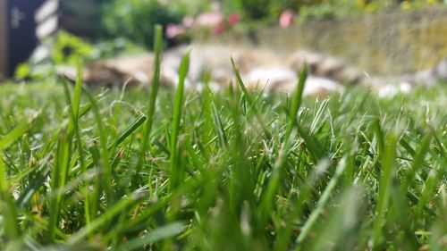 Close-up of fresh green grass in field