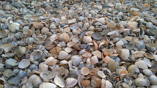 High angle view of shells on rock