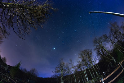 Low angle view of bare trees against star field at night