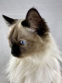 Ragdoll cat with blue eyes 