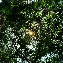 Low angle view of trees against sky