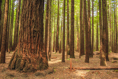 Trees in forest