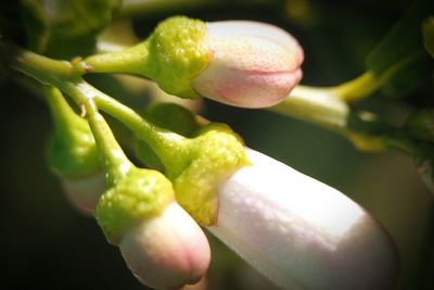 Close up of fresh green plant