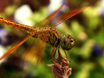 Close-up of dragonfly on plant