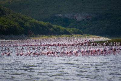 View of birds in lake