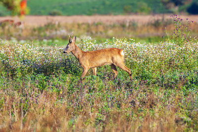 Roe deer walking among wildflowers on a meadow