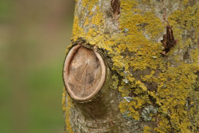 Close-up of tree trunk