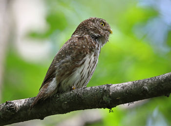 Close-up of a bird perching on branch