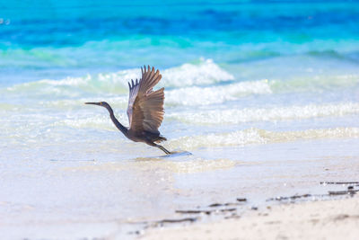 Bird flying over beach