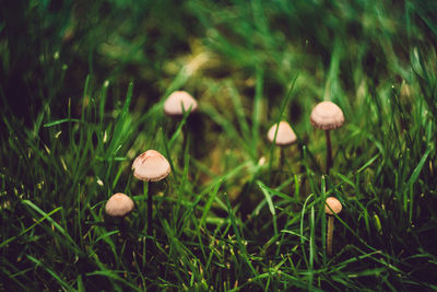 High angle view of mushrooms growing on grassy field