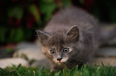 Close-up of cat