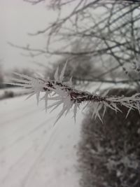 Close-up of frozen plant during winter