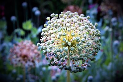 Close-up of flower blooming outdoors