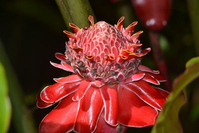 Close-up of red flower blooming outdoors