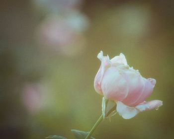 Close-up of pink flower