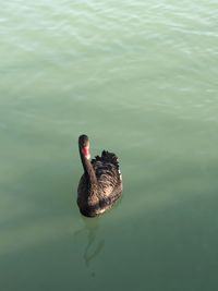 High angle view of swan swimming in lake