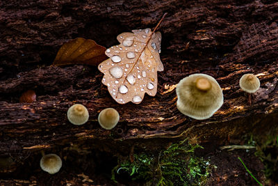 Close-up of mushrooms growing on land