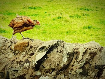 Bird perching on field