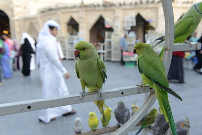 View of birds perching on wall