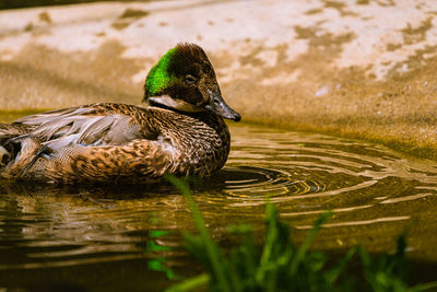 Duck swimming in a lake