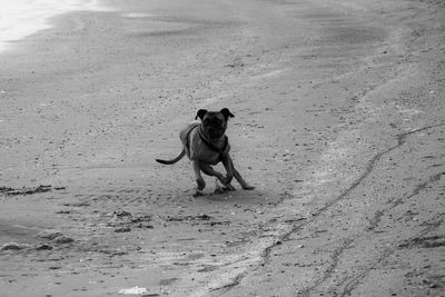 Dog on beach