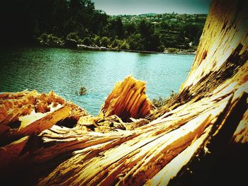 Trees in water