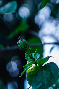 Close-up of butterfly on flower