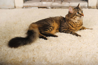 Cat lying on rug