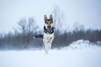 Dog running on snow field