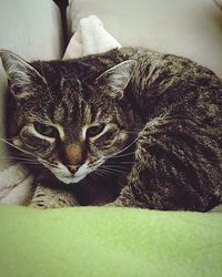 Close-up of cat lying on the ground