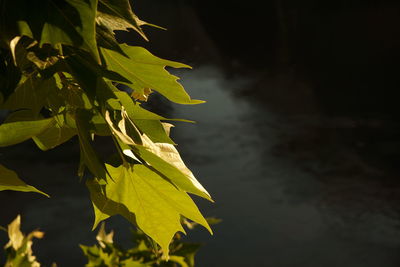 Close-up of plant against sky at night