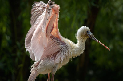 Close-up of a bird