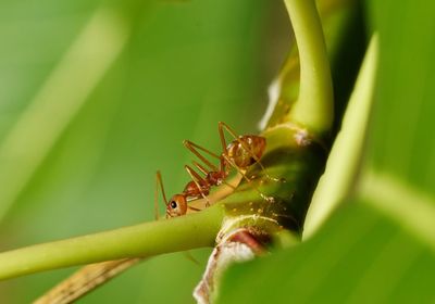 Close-up of ant on leaf