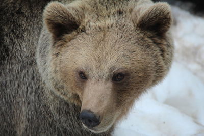 Close-up portrait of a dog