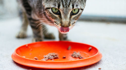 Close-up of cat