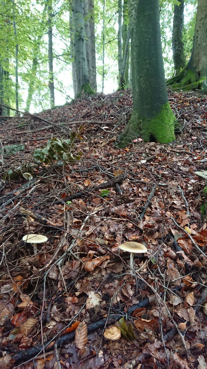 DRY LEAVES ON FIELD