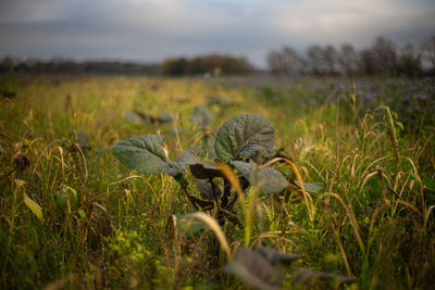 Plants growing on field