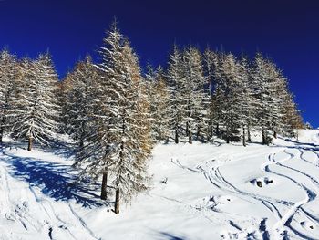 Trees on snow covered field against sky