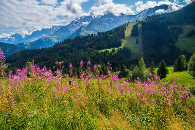 Scenic view of flowering plants and mountains against sky