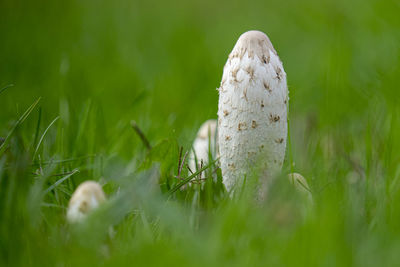 Close-up of mushroom growing on field