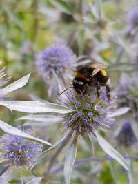 Bee pollinating on purple flower