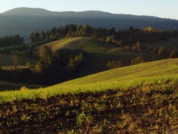 Scenic view of agricultural field against sky