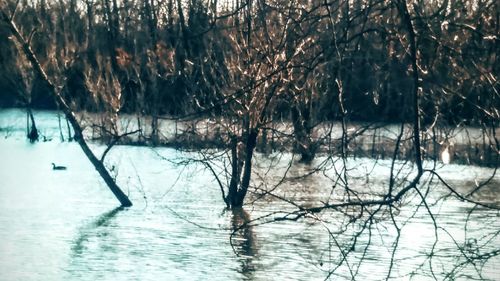 Bare trees on frozen lake during winter