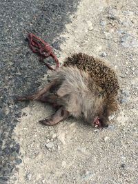 High angle view of lizard on sand