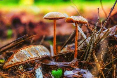 Close-up of mushrooms growing in field